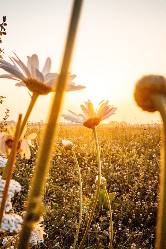 La primavera